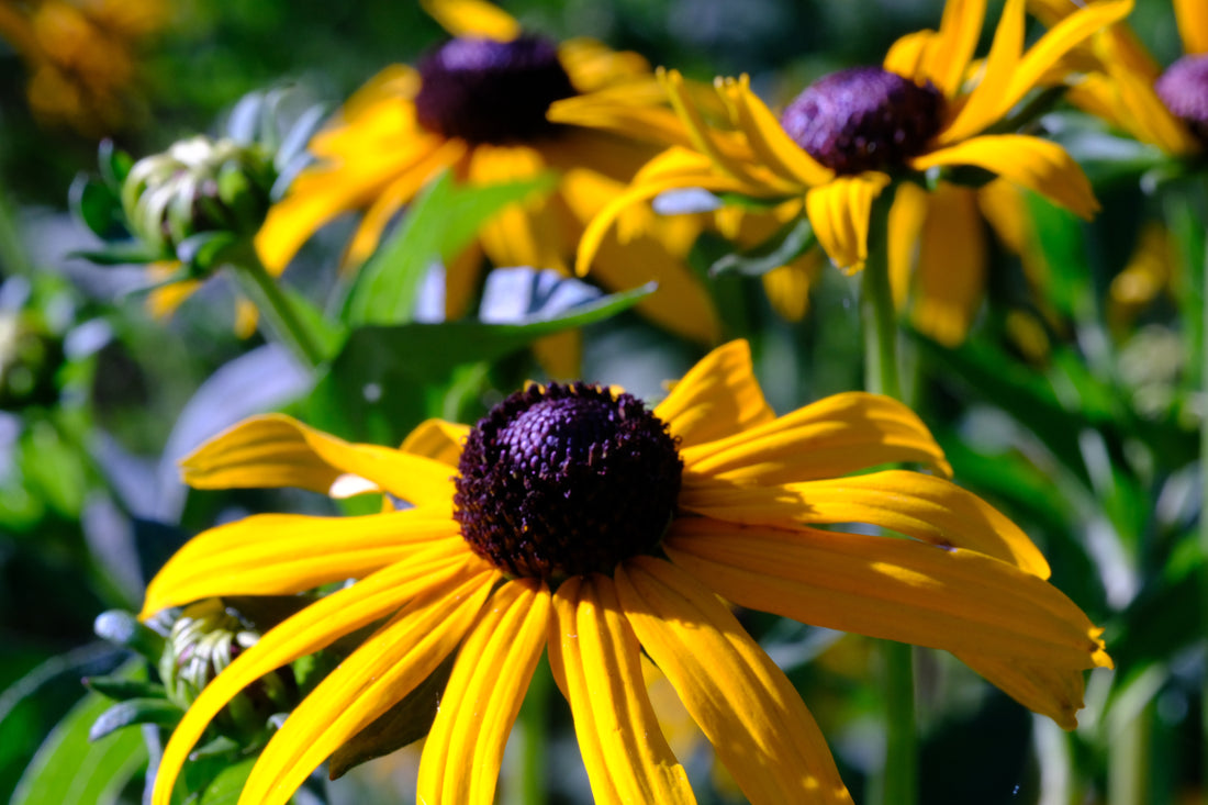 Rudbeckia fulgida var. sullivantii &