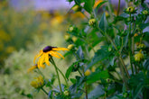 Rudbeckia fulgida var. sullivantii &
