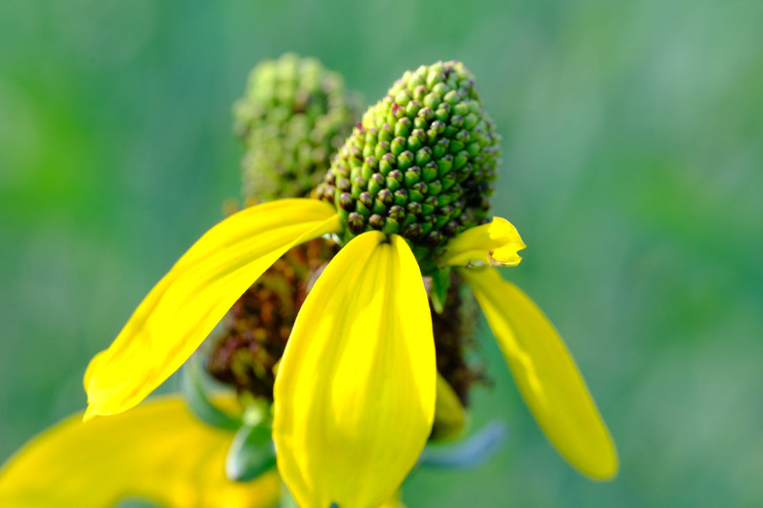rudbeckia maxima flowers at The Old Dairy Nursery