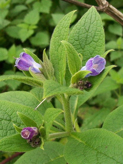 Russian comfrey flowers and foliage
