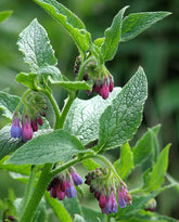 Russian comfrey purple and blue blooms