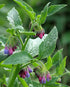 Russian comfrey purple and blue blooms