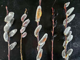 Salix irrorata &
