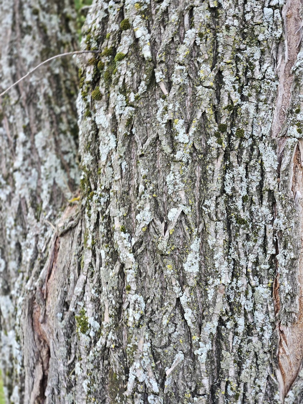 Salix babylonica &
