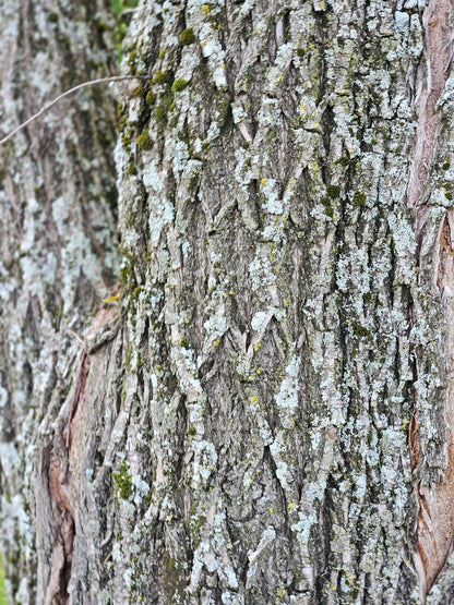 Salix babylonica &