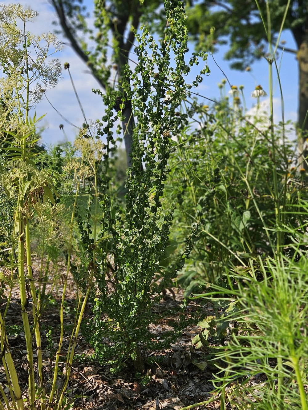 Salix babylonica &