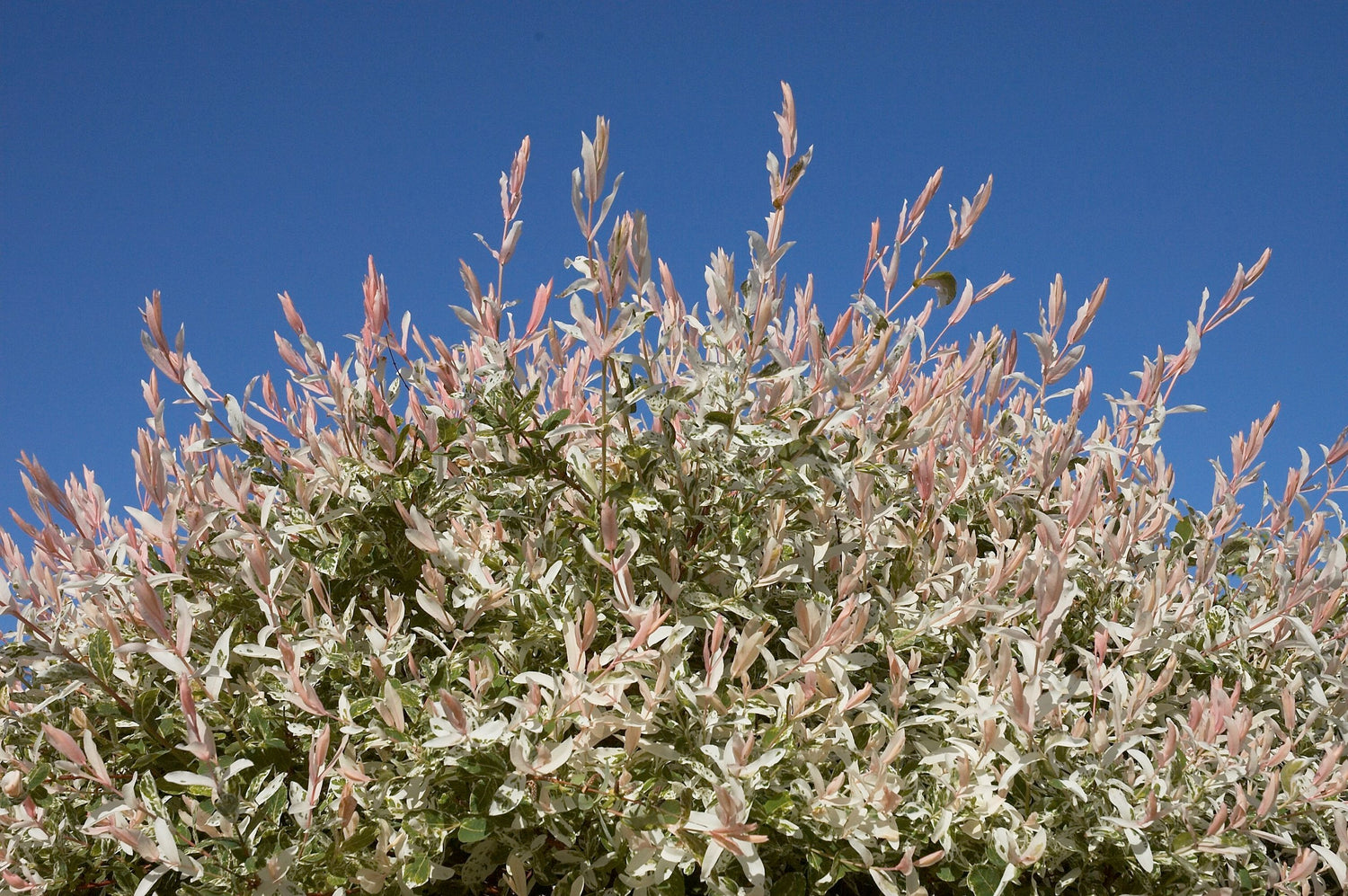 Salix integra &