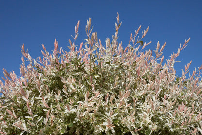 Salix integra 'Hakuro-Nishiki'