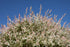 Salix integra &