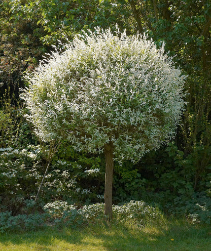 Salix integra 'Hakuro-Nishiki'