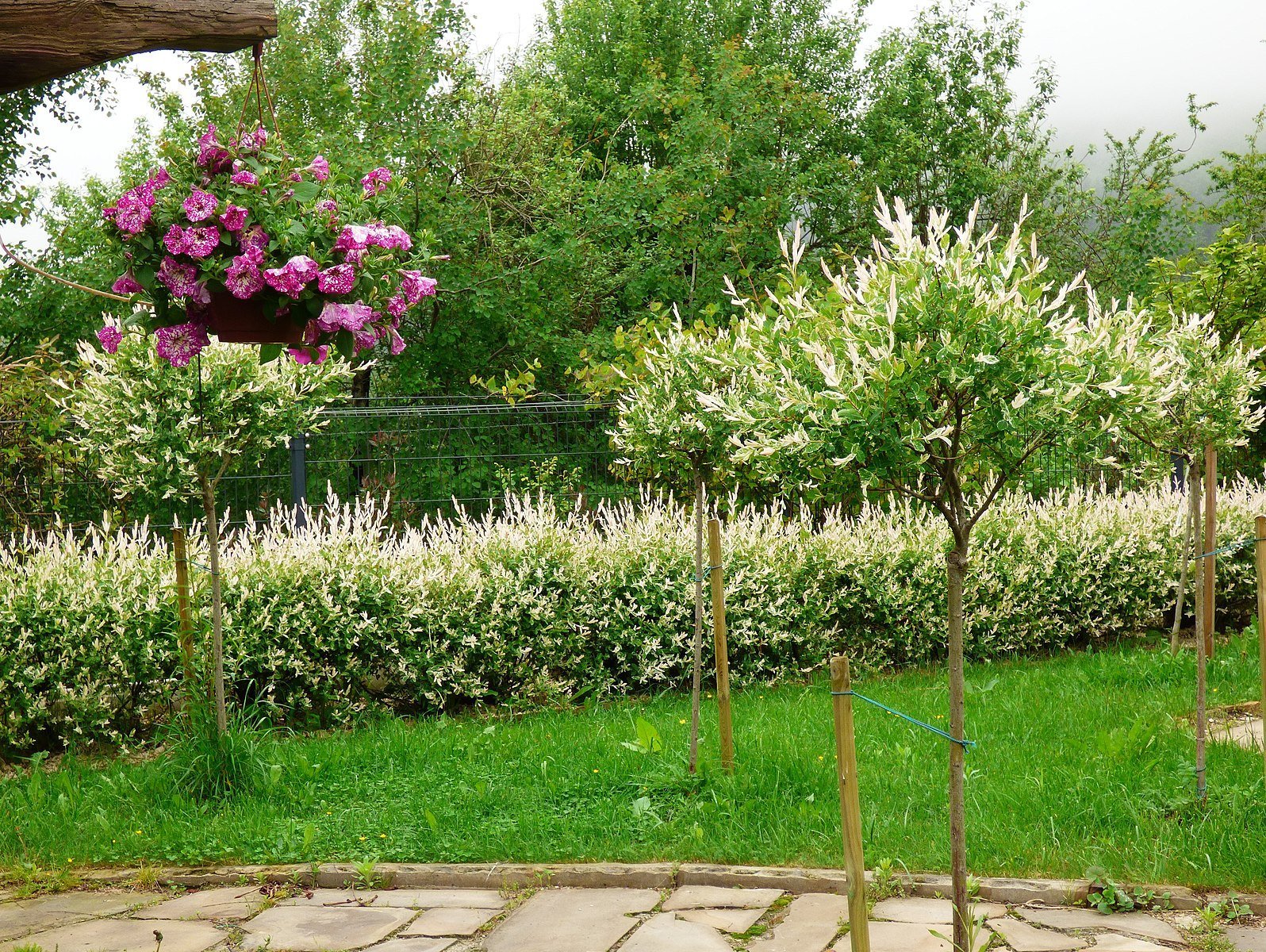 Salix integra &