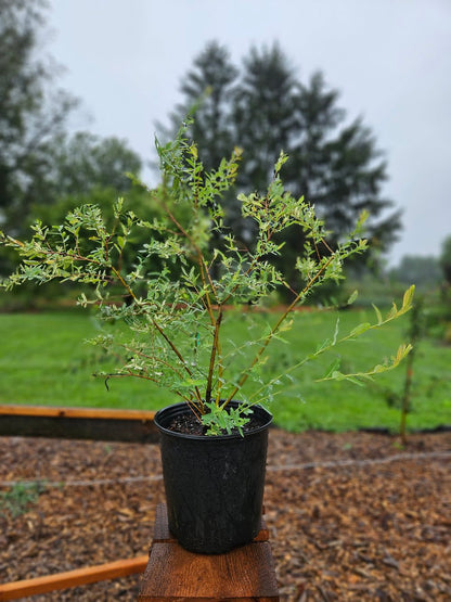 Salix integra 'Hakuro-Nishiki'