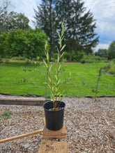 Salix irrorata &