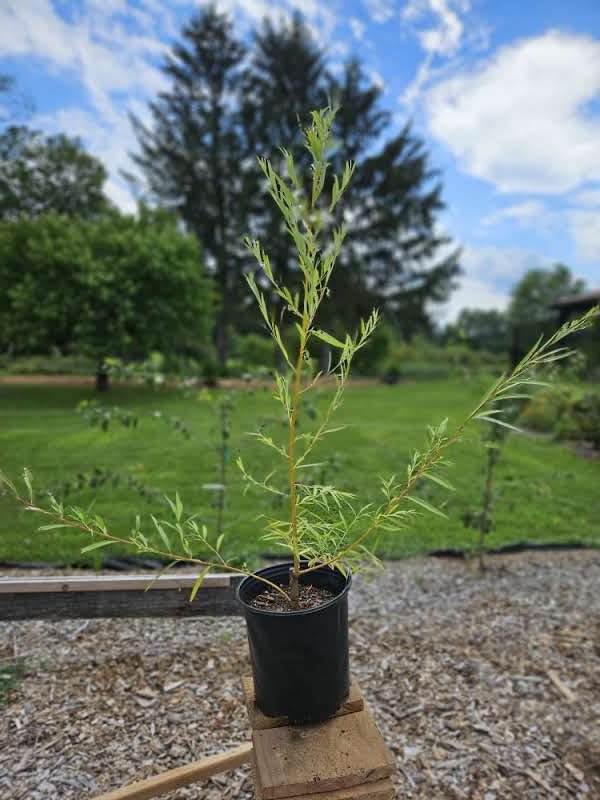 Salix pendulina f. salamonii &