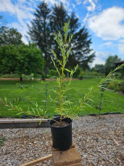 Salix pendulina f. salamonii &