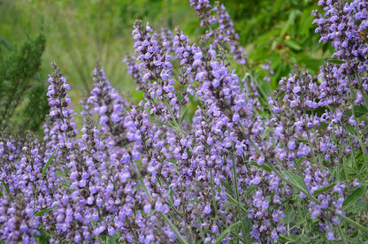 Salvia lavandulifolia (Spanish sage) in bloom