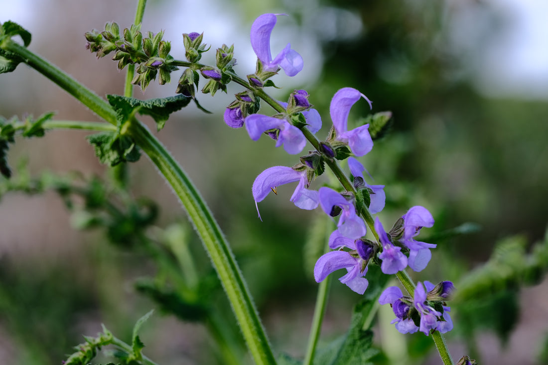 Salvia pratensis (meadow clary) purple blooms in spring