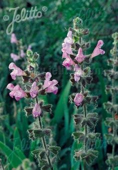 Salvia recognita