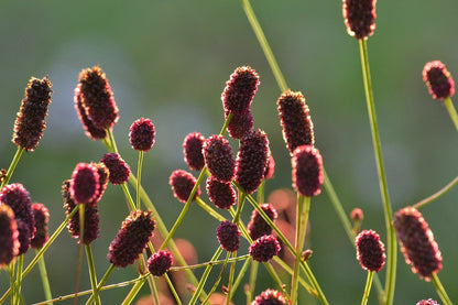 Sanguisorba officinalis