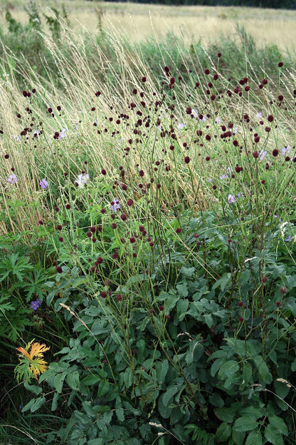 Sanguisorba officinalis