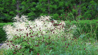 Sanguisorba officinalis