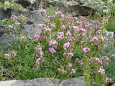 Saponaria caespitosa (Alpine soapwort) in rock crevice