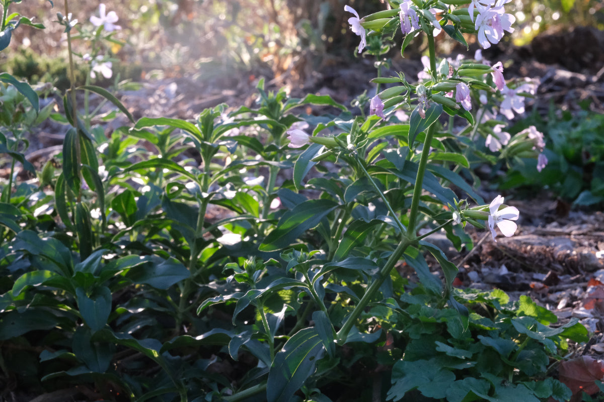 Saponaria officinalis rosea plena (soapwort) in the garden