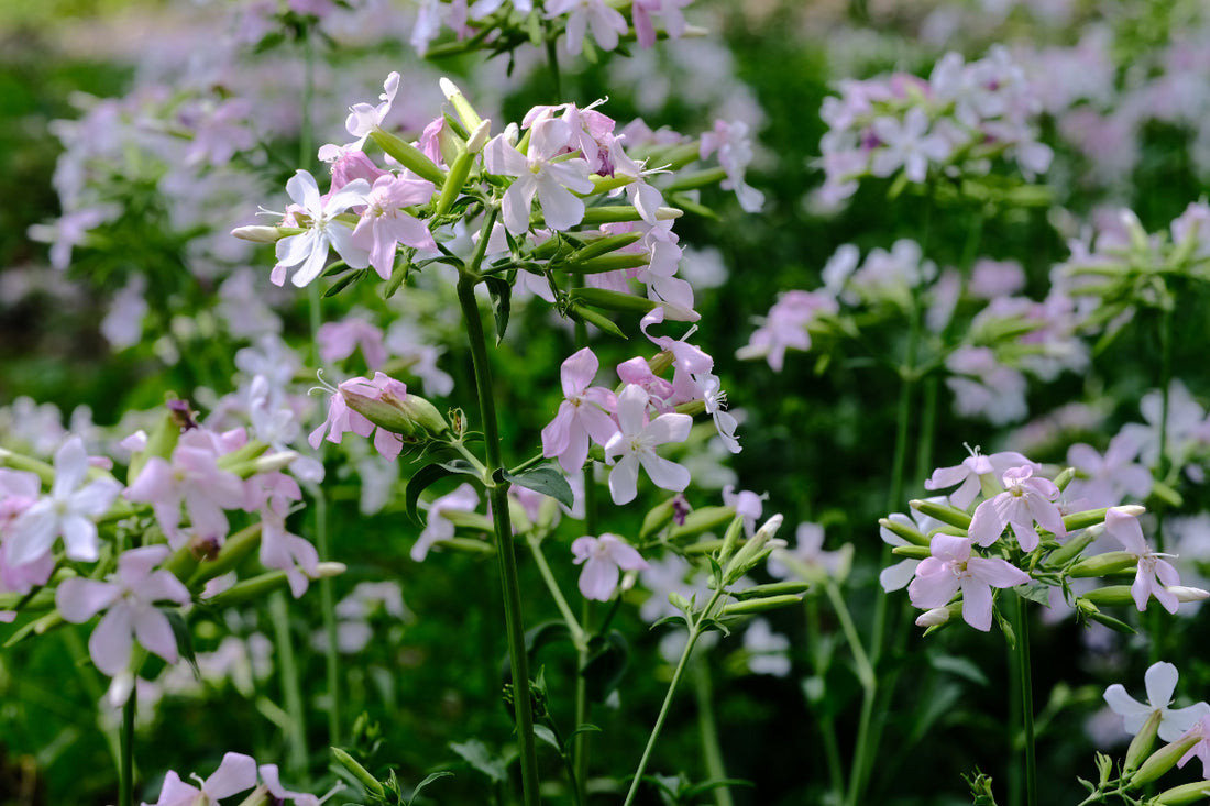 Saponaria officinalis rosea plena (bouncing bet) pale pink and white flowers