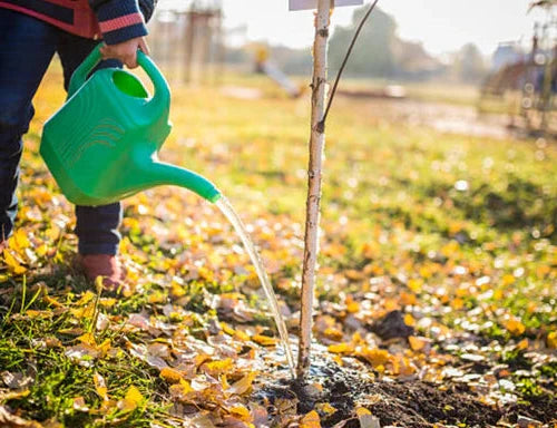 watering newly planted tree