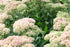 Sedum (Hylotelephium) &