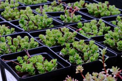 Sedum (Phedimus) kamtschaticum | orange stonecrop