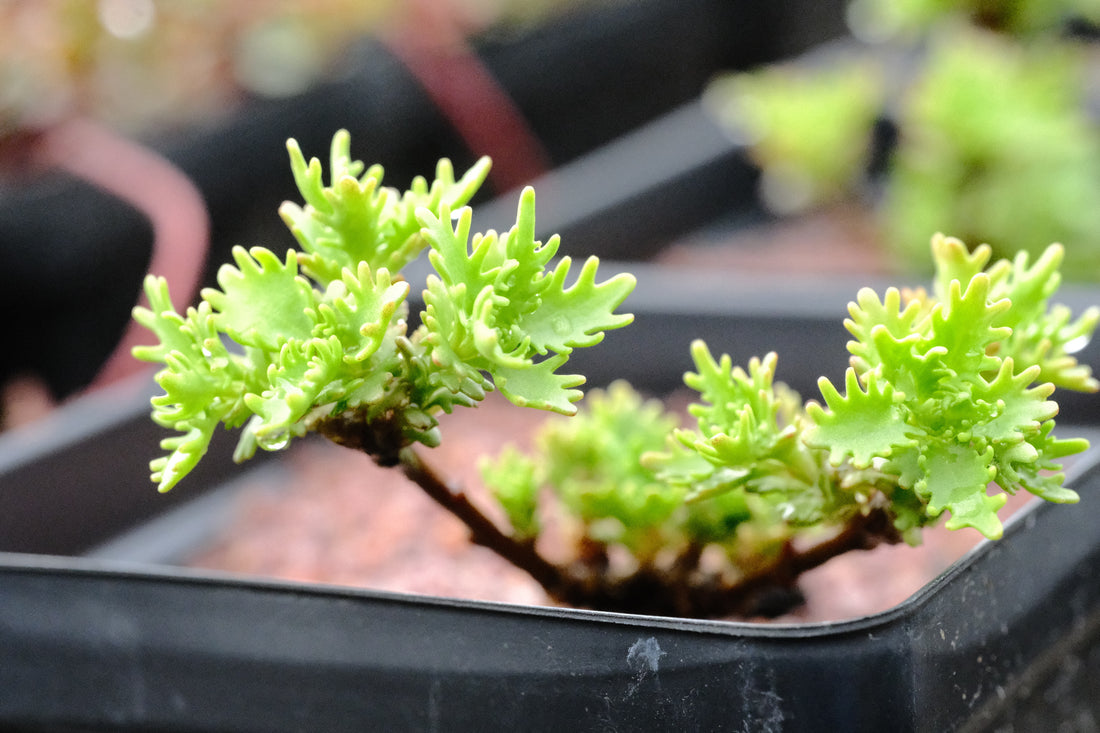 Sedum populifolium sale pot at The Old Dairy Nursery