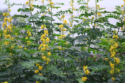 Senna marilandica (wild senna) in bloom