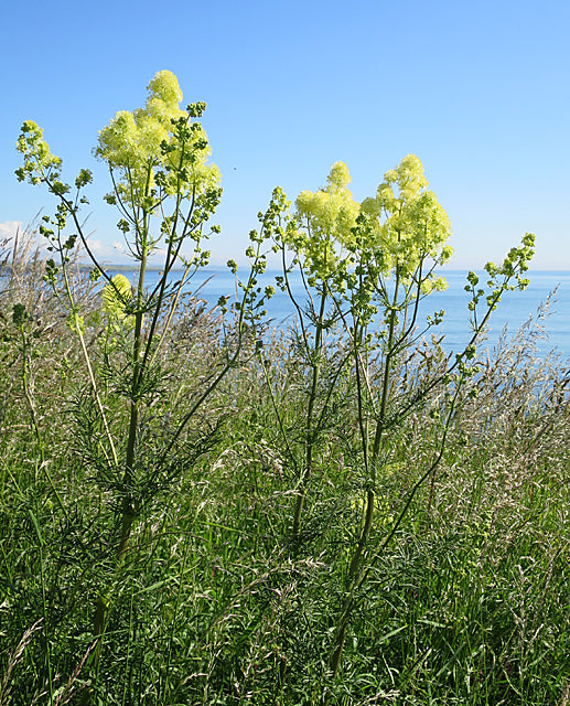 Thalictrum lucidum (shining meadow rue) in meadow