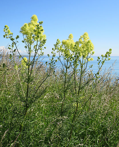 Thalictrum lucidum (shining meadow rue) in meadow