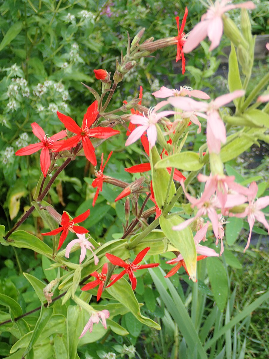 Silene regia (royal catchfly) mix of red and pink flowers