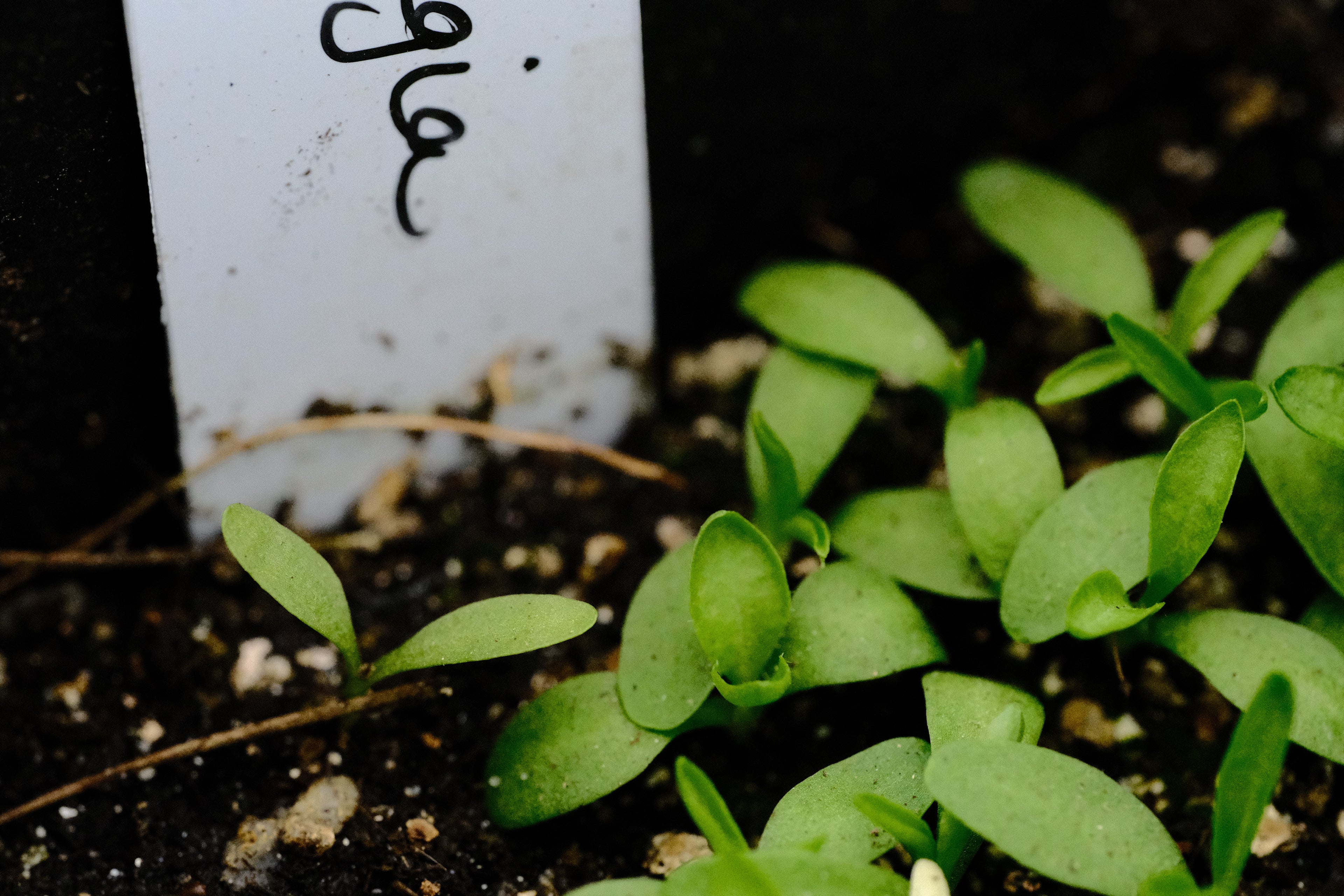 Silene regia seedlings at The Old Dairy Nursery