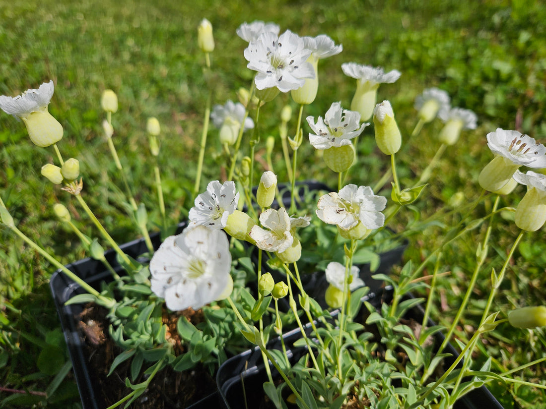 Silene uniflora &
