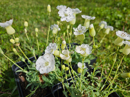Silene uniflora &