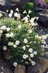 Silene uniflora &