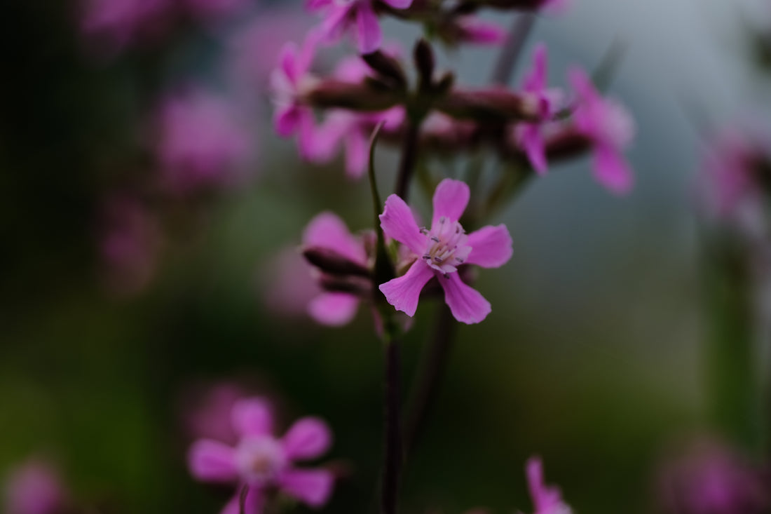 Silene yunnanensis magenta flowers at The Old Dairy Nursery