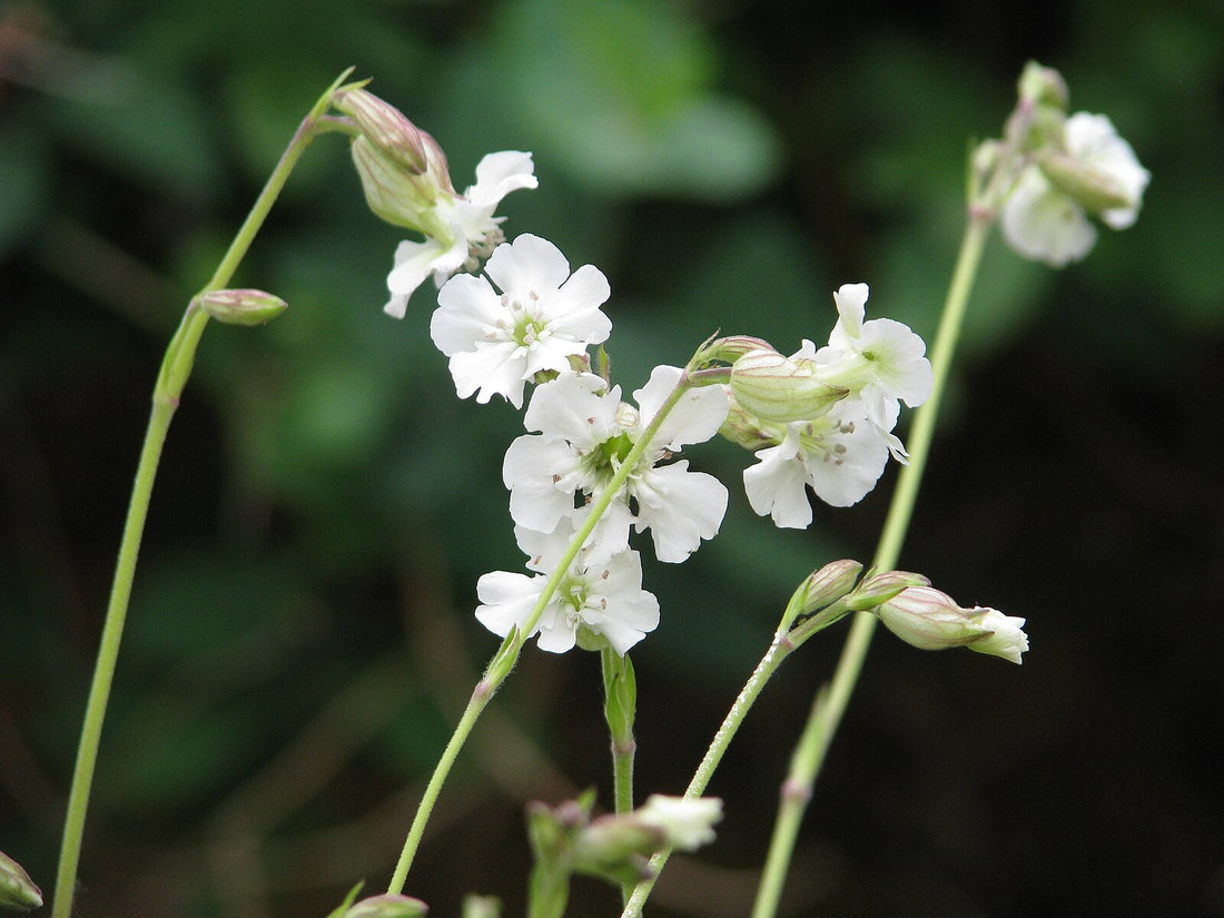 A close-up of Silene zawadskii or Zawadski&