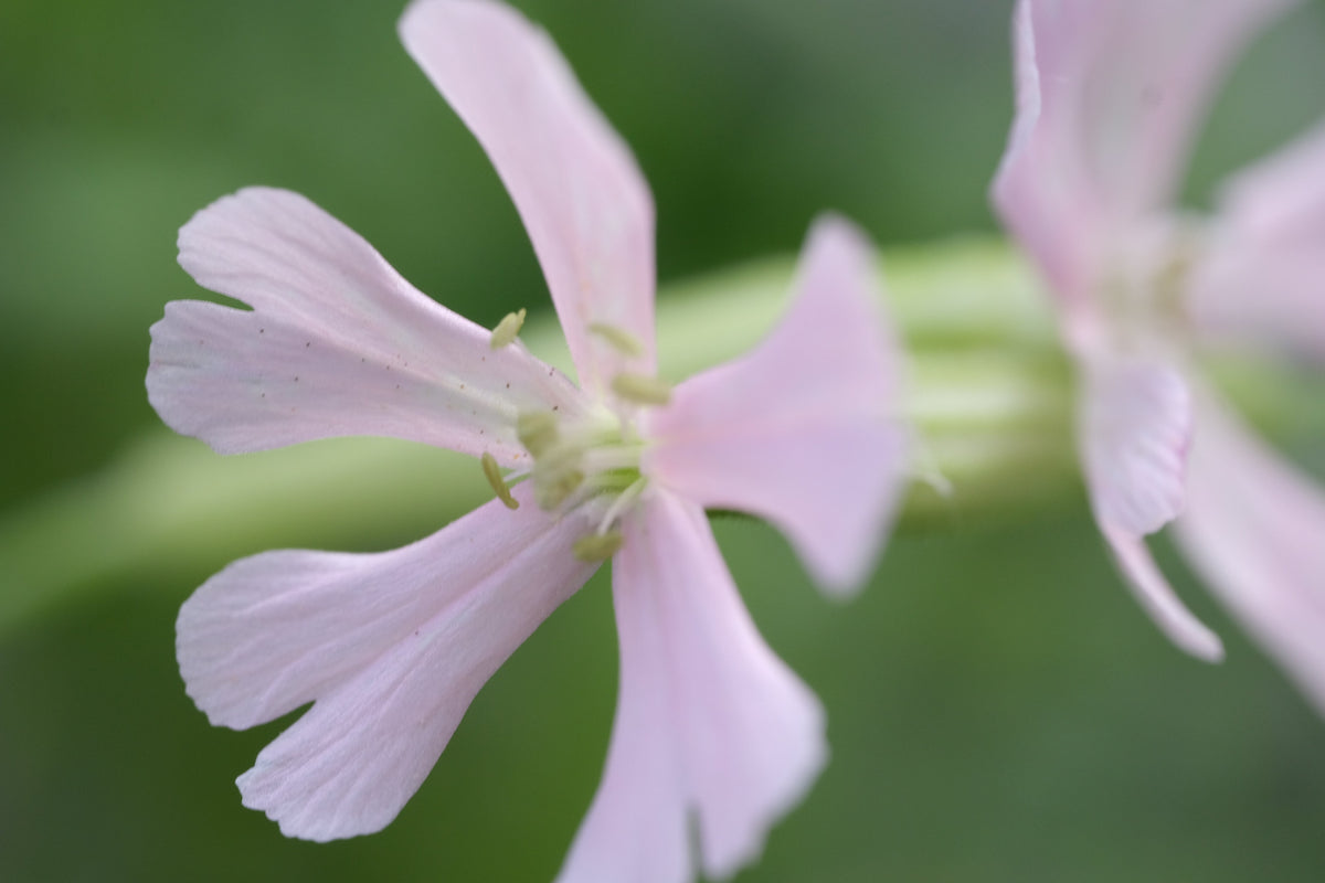 Alpine Catchfly Silene schafta 'Shell Pink' (alpine catchfly) – The Old Dairy Nursery ...