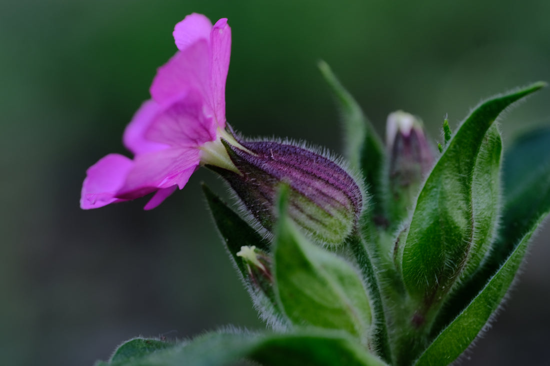 Silene dioica | red campion balloon at The Old Dairy Nursery &amp; Gardens