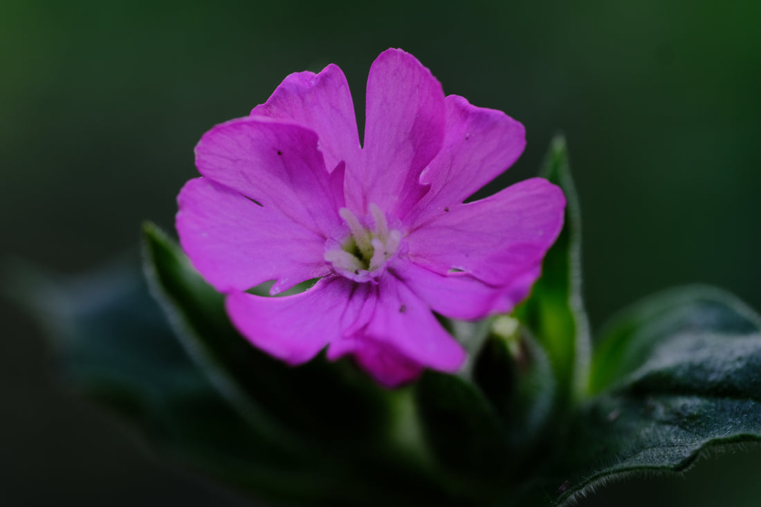 Silene dioica | red campion flower at the Old Dairy Nursery &amp; Gardens
