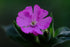 Silene dioica | red campion flower at the Old Dairy Nursery & Gardens