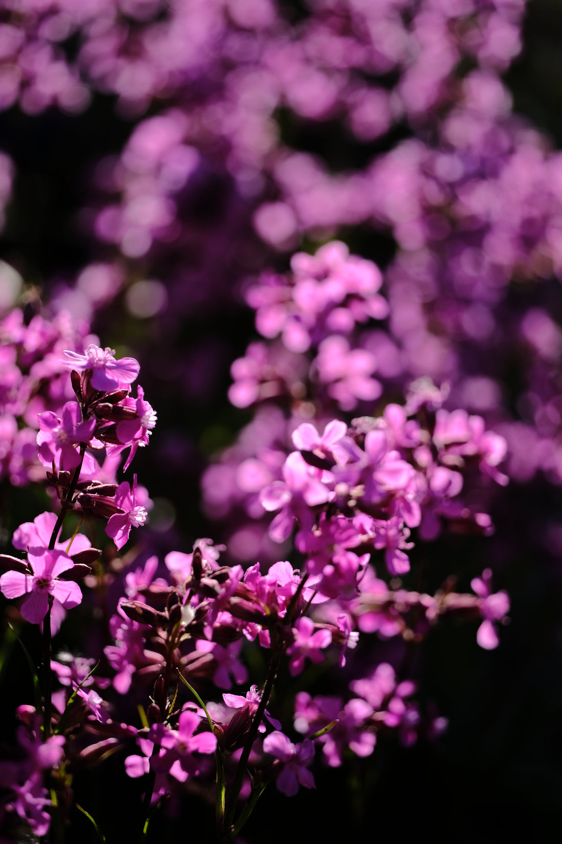 Silene yunnanensis pink blooms 