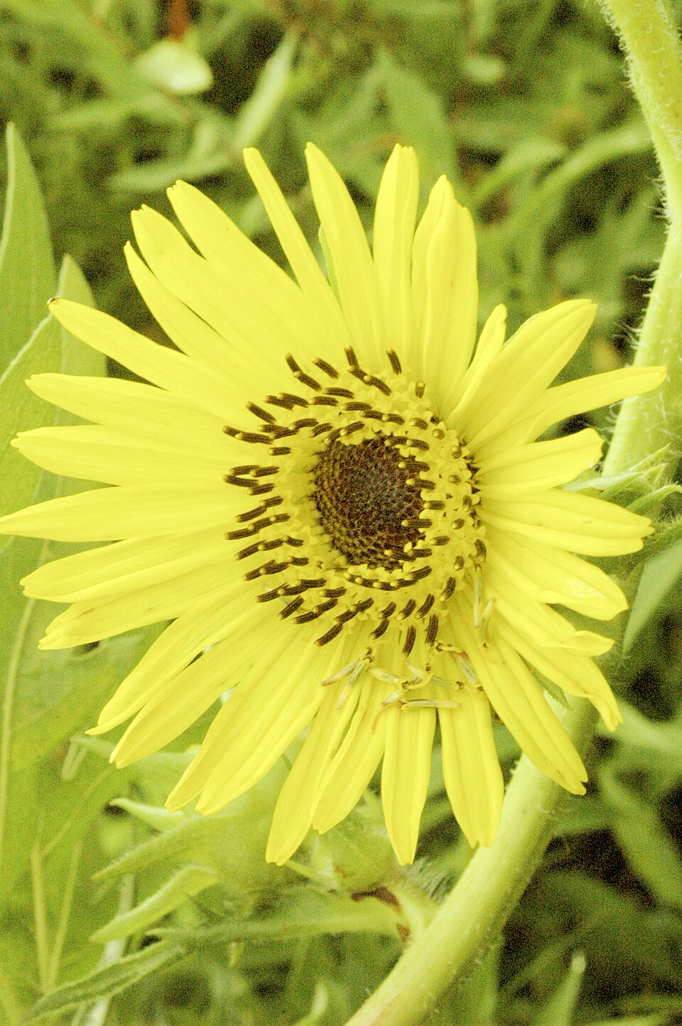 Silphium laciniatum (compass plant) yellow flower