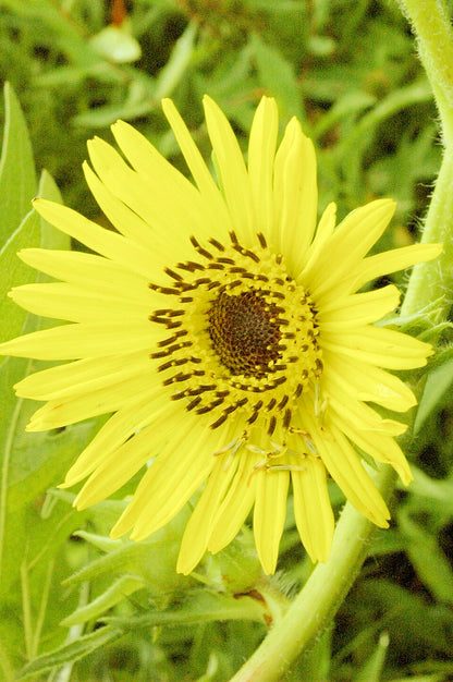 Silphium laciniatum (compass plant) yellow flower