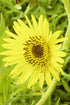 Silphium laciniatum (compass plant) yellow flower